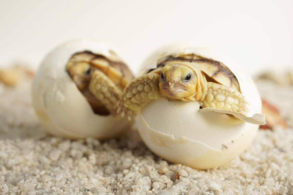 bébé tortue de terre