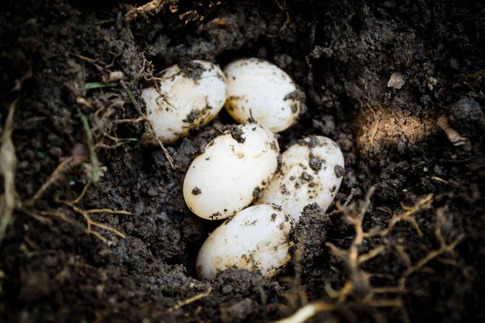 incubation naturelle œuf de tortue hermann