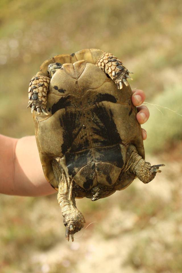 tortue de terre femelle
