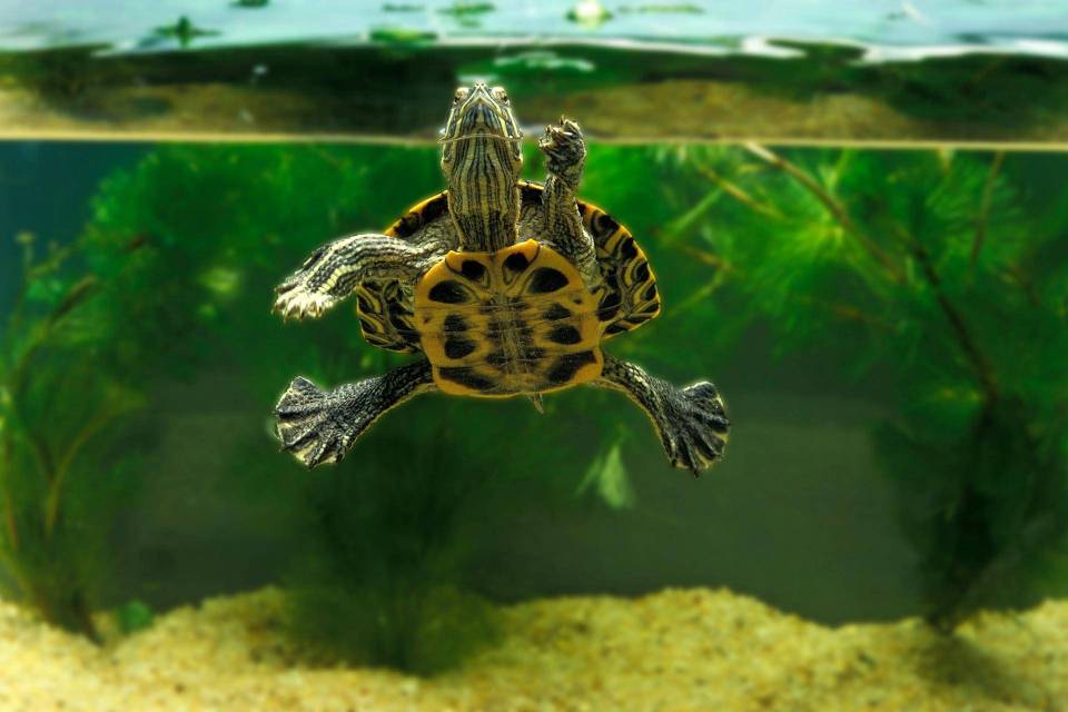 aquarium tortue à vendre