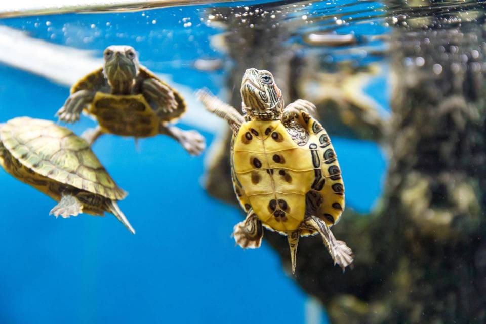 pompe filtre aquarium tortue