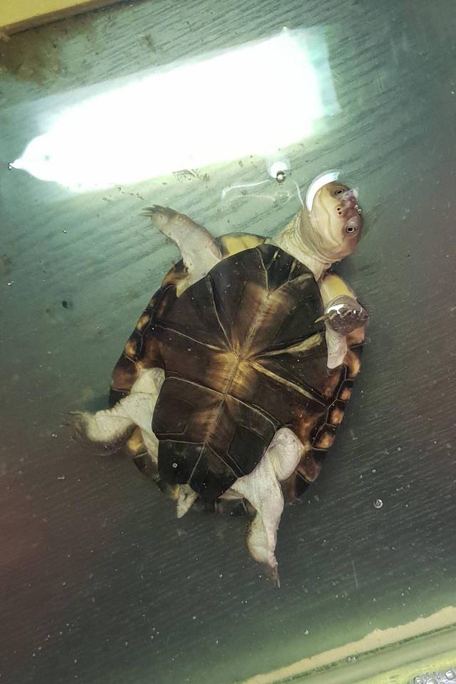 reproduction tortue d'eau pelomedusa