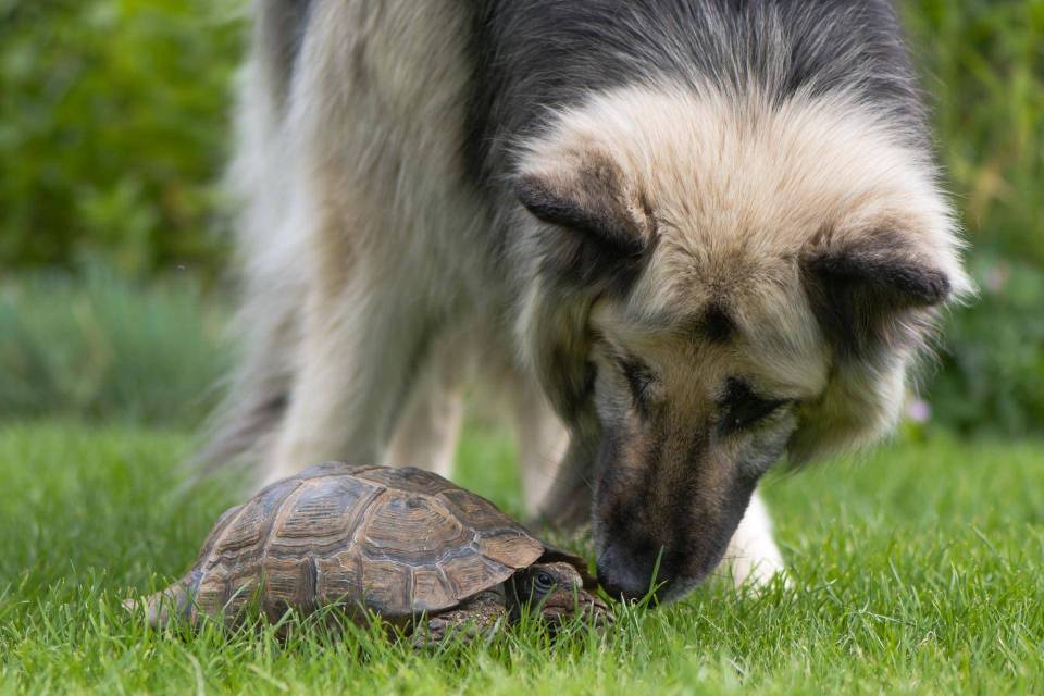 tortue avec chien