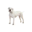 Dogue argentin