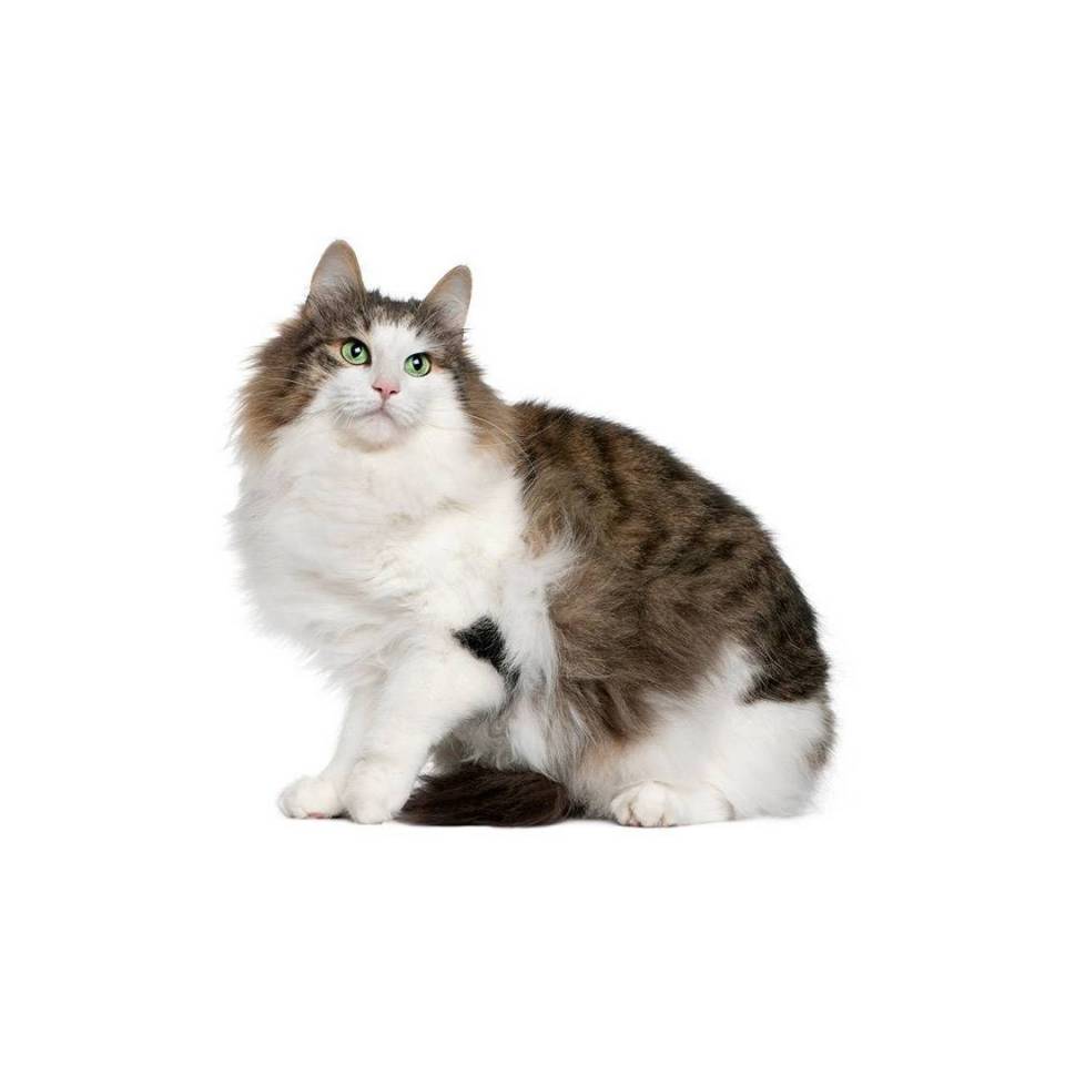 Chat norvégien