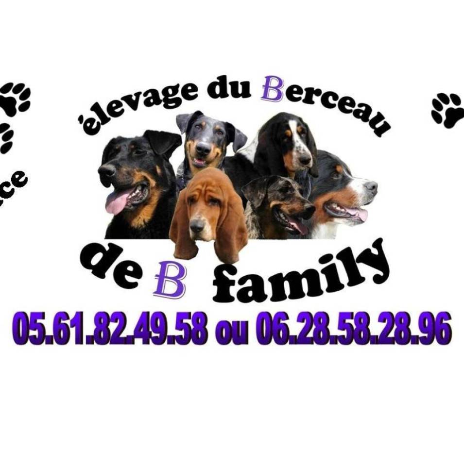 Du berceau de Bfamily