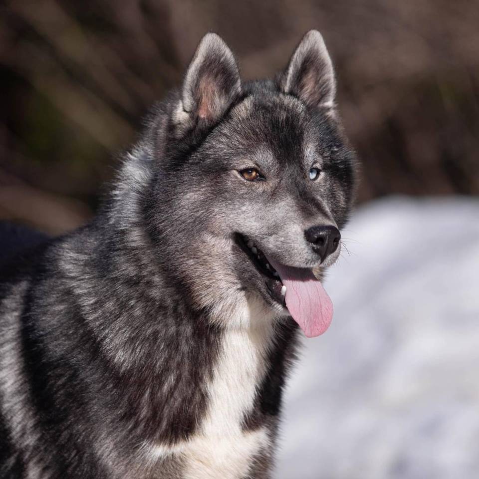 Du Domaine des ptits loups givrés