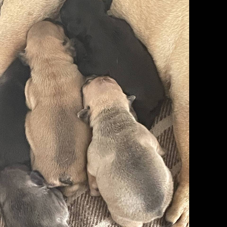 Royaume des bouledogues 