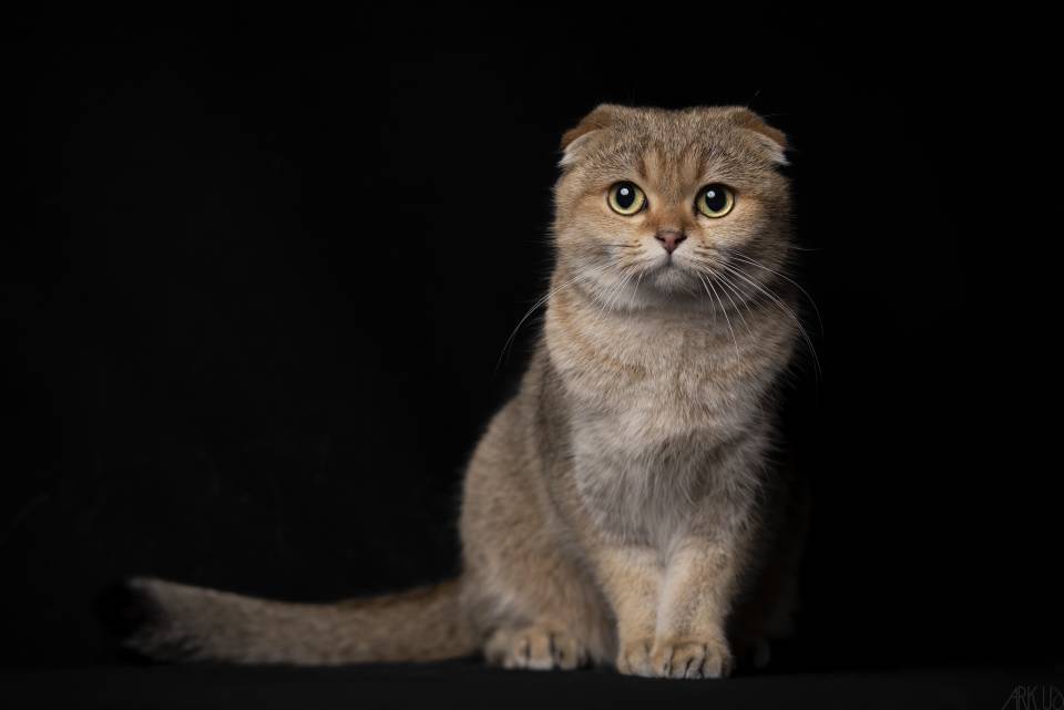 Chatterie Chakepariro