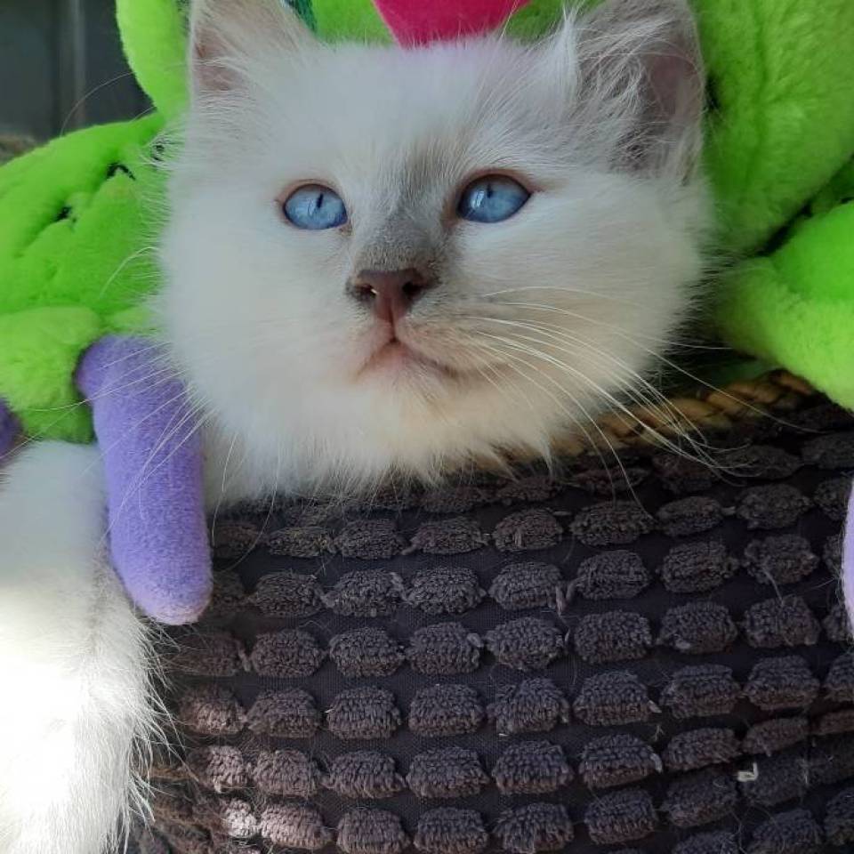 Chatterie du Suy Blanc