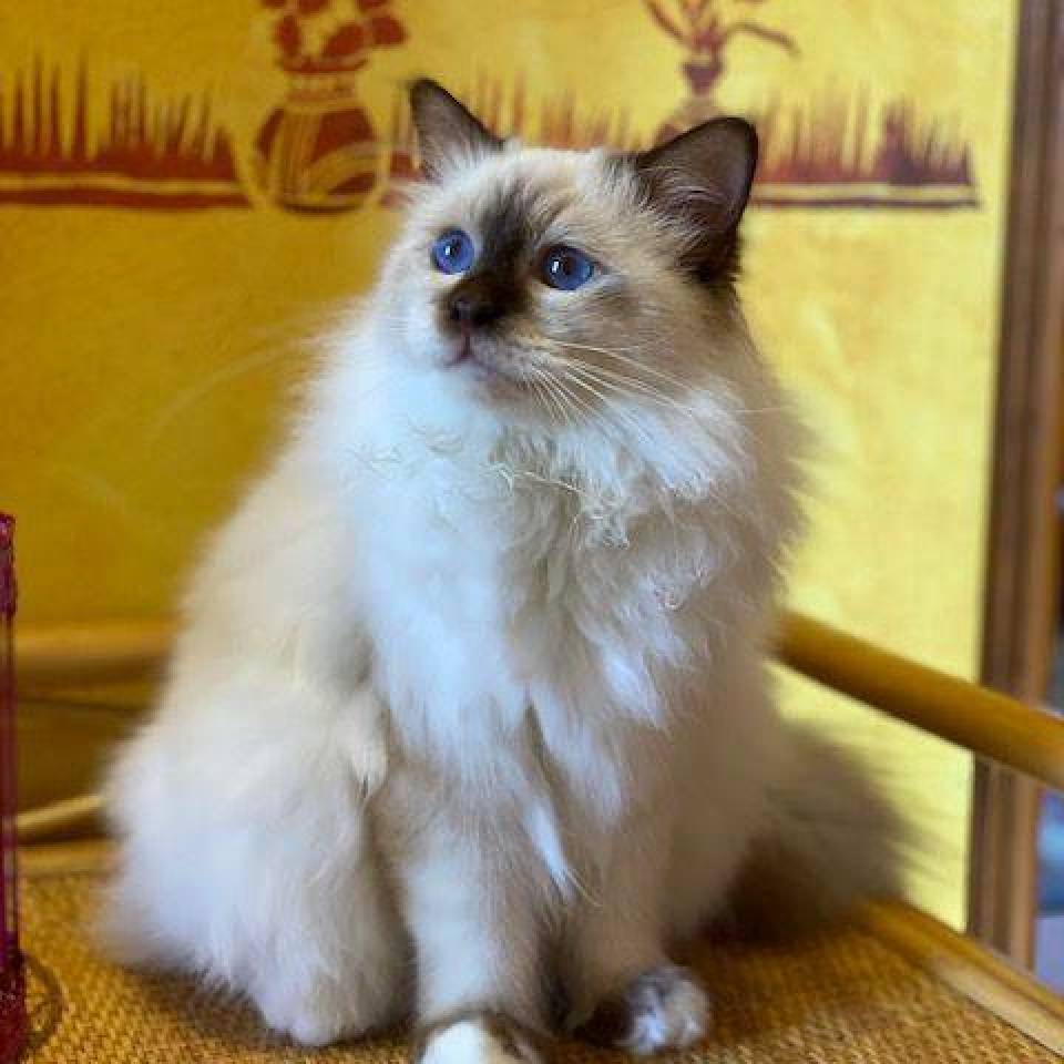 Chatterie du Mistral Lislois