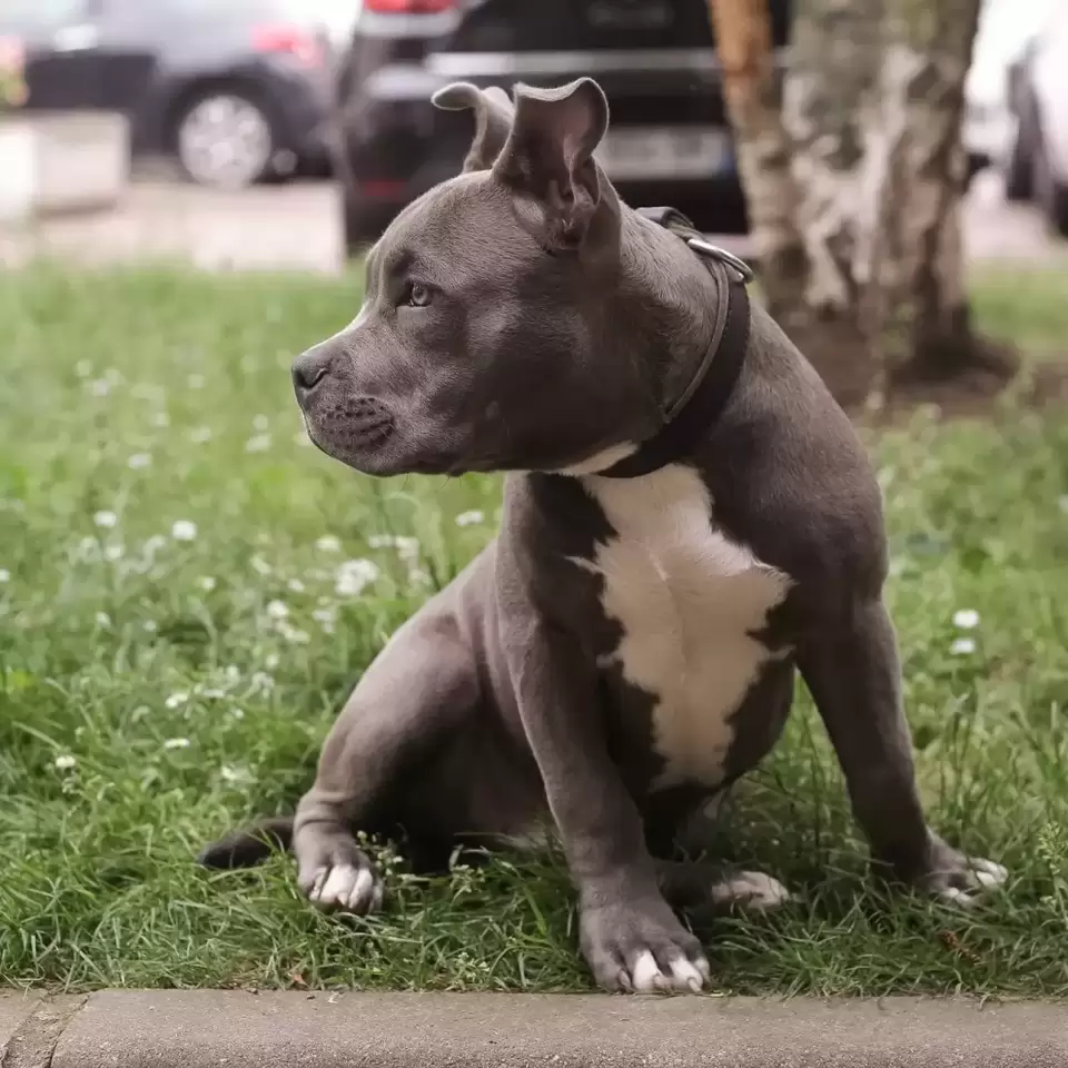 Breizh Bully Vie