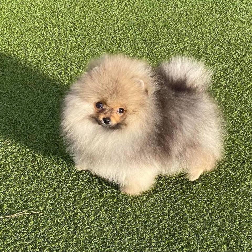 Coeur du Poms 