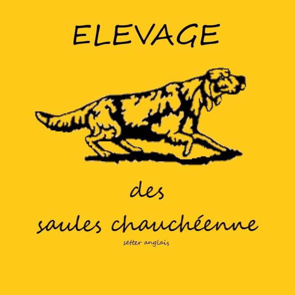 Des Saules Chauchéenne
