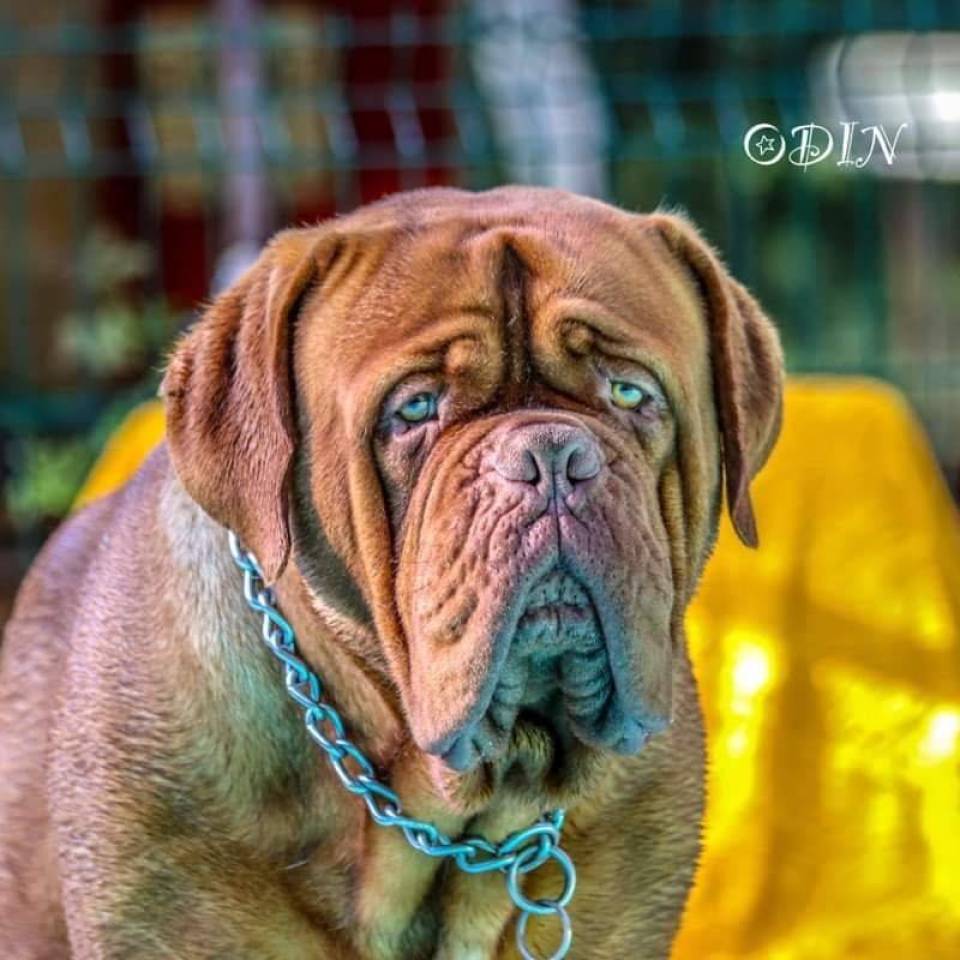 De l'Elite Royal Dog