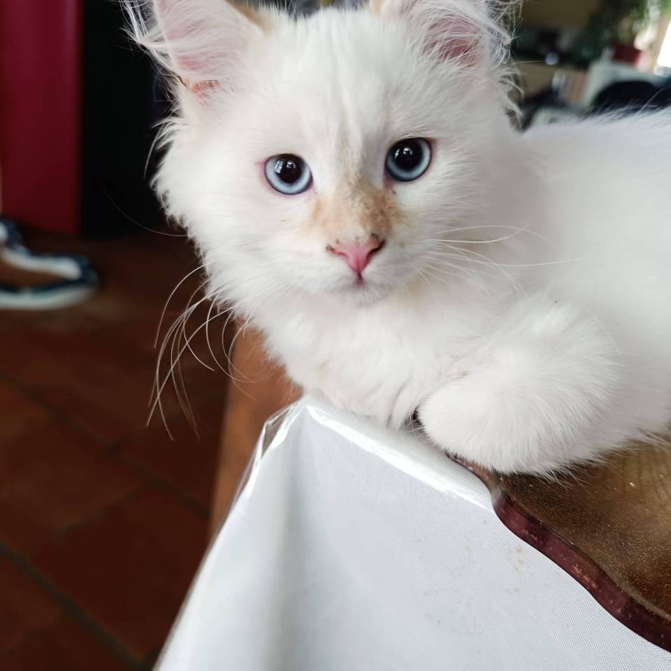 Des bouilles d'amour de la Jaubertie