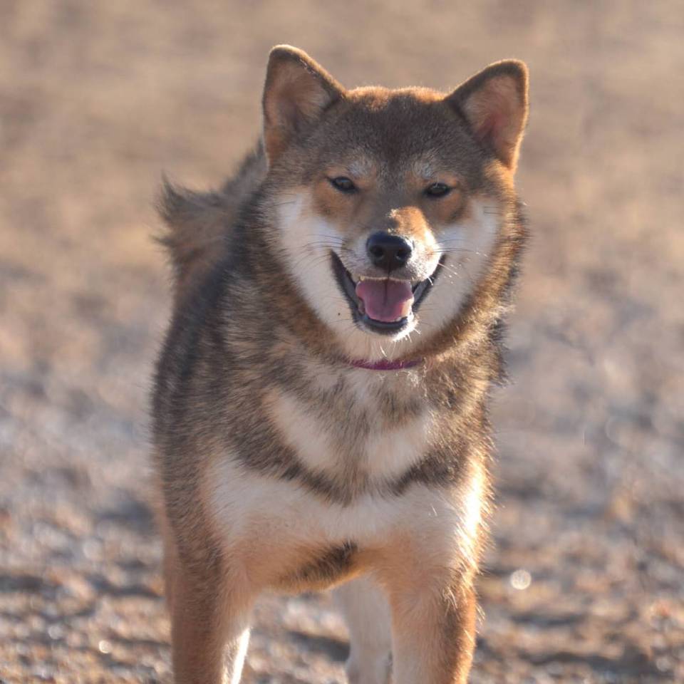 Inari Kitsuken