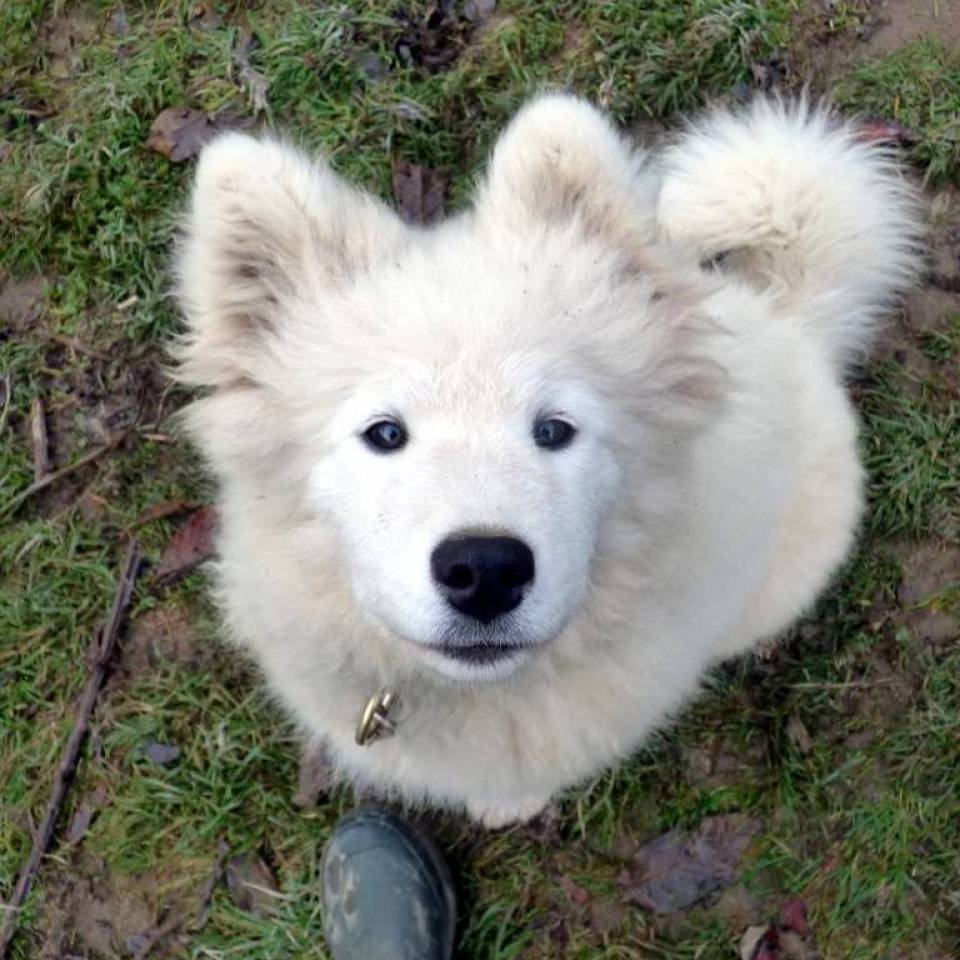 Le Repaire des Huskys