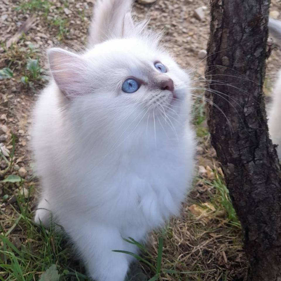 Chatterie de l'île à Félix