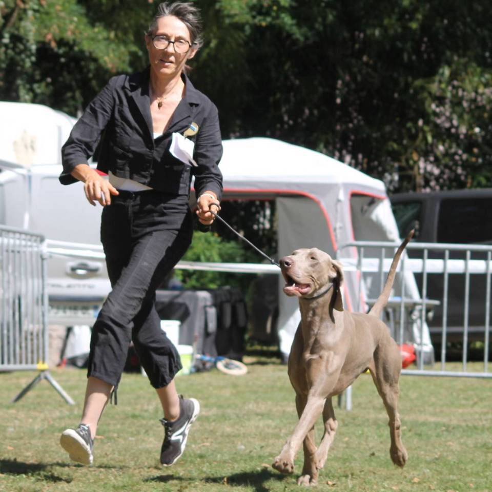 Edelweims de la Clarée