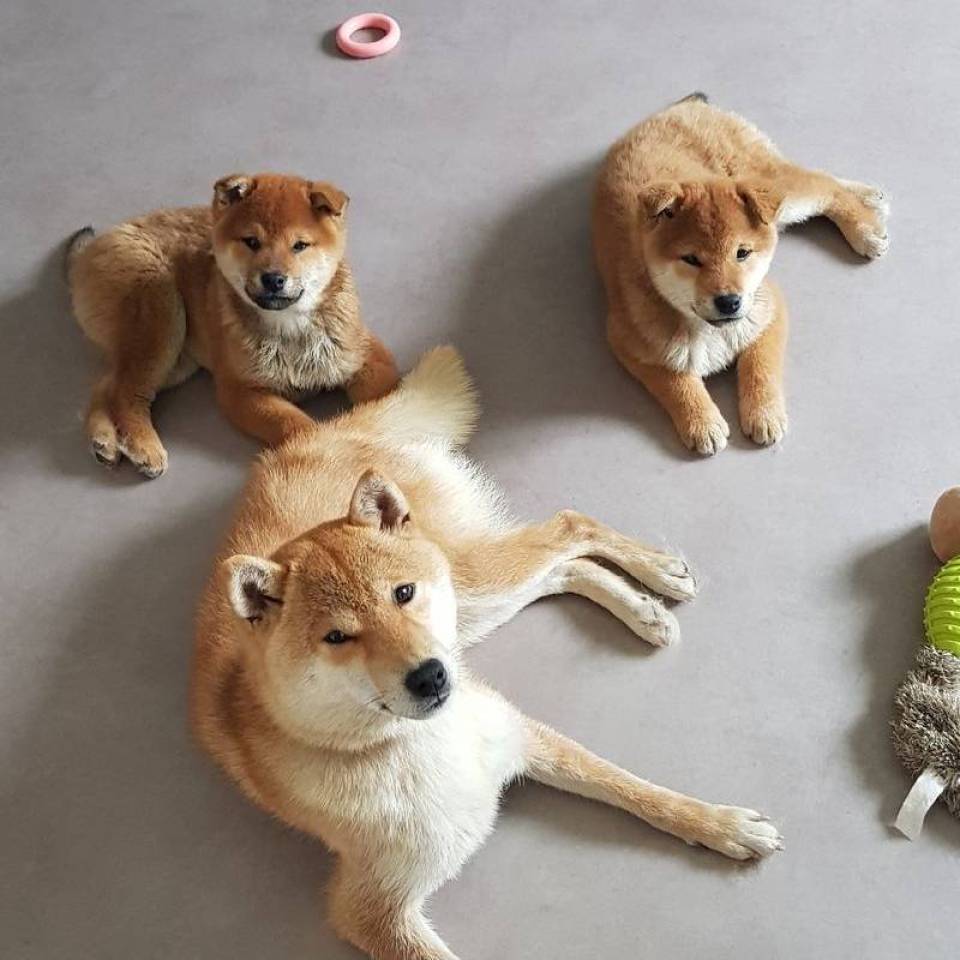 Elevage canin Take No Hana