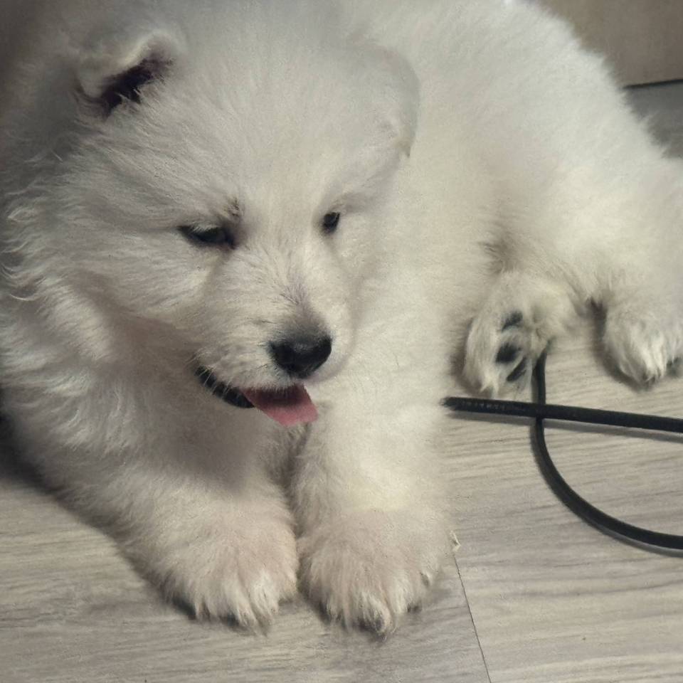 Elevage de Berger Blanc Suisse