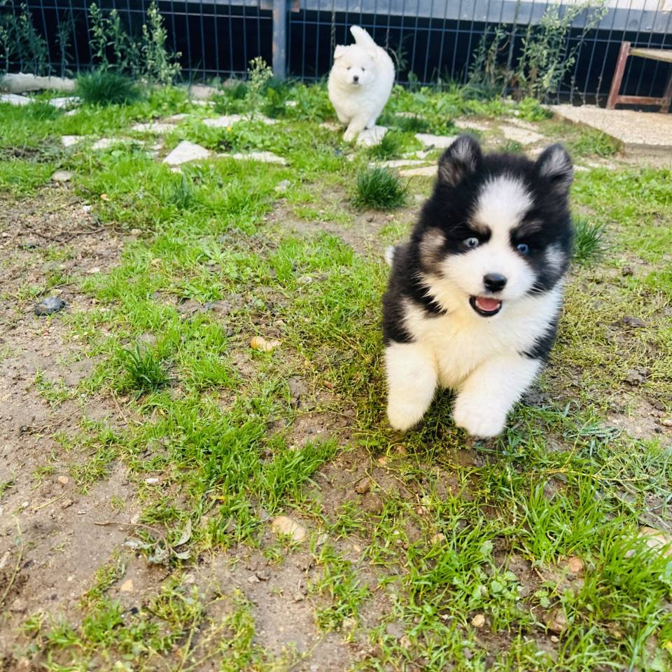 Pomsky Family