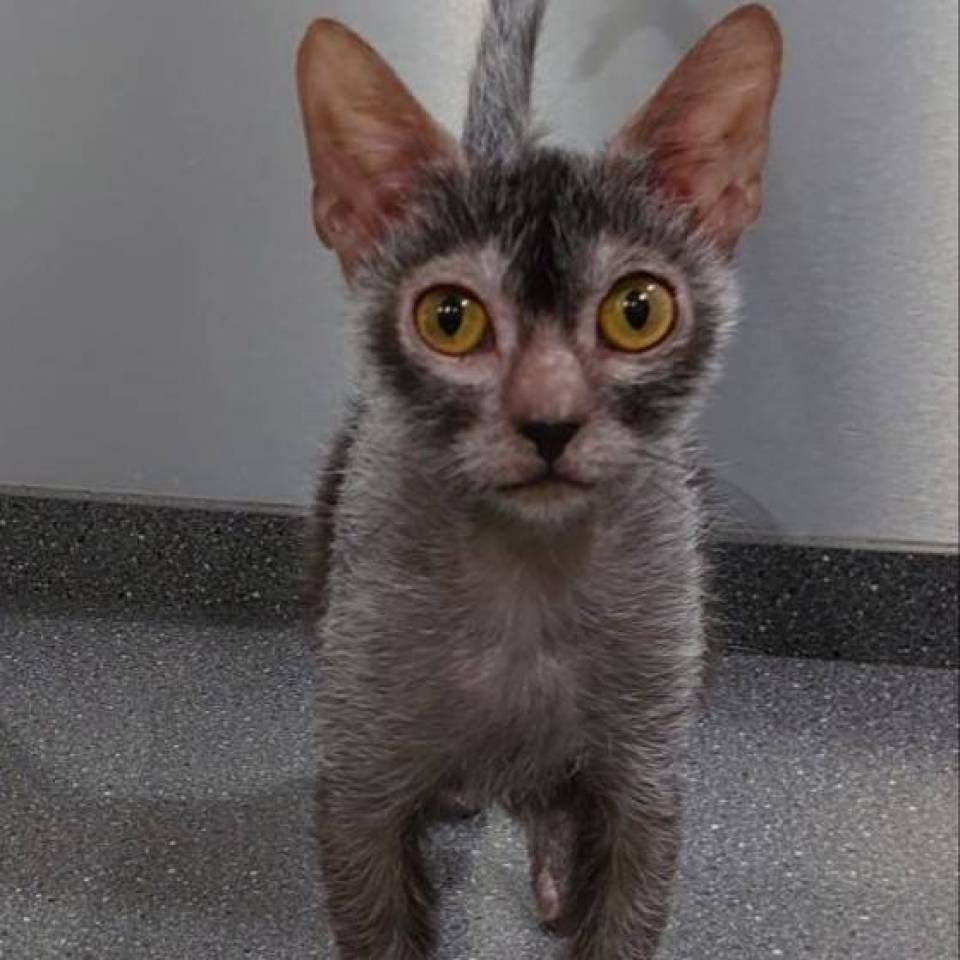 Les Sphynx & Lykoï de Sophie 