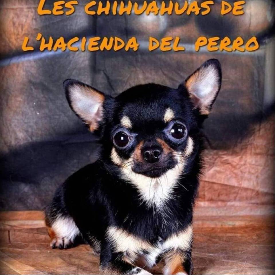 Chihuahua de l'Hacienda del Perro