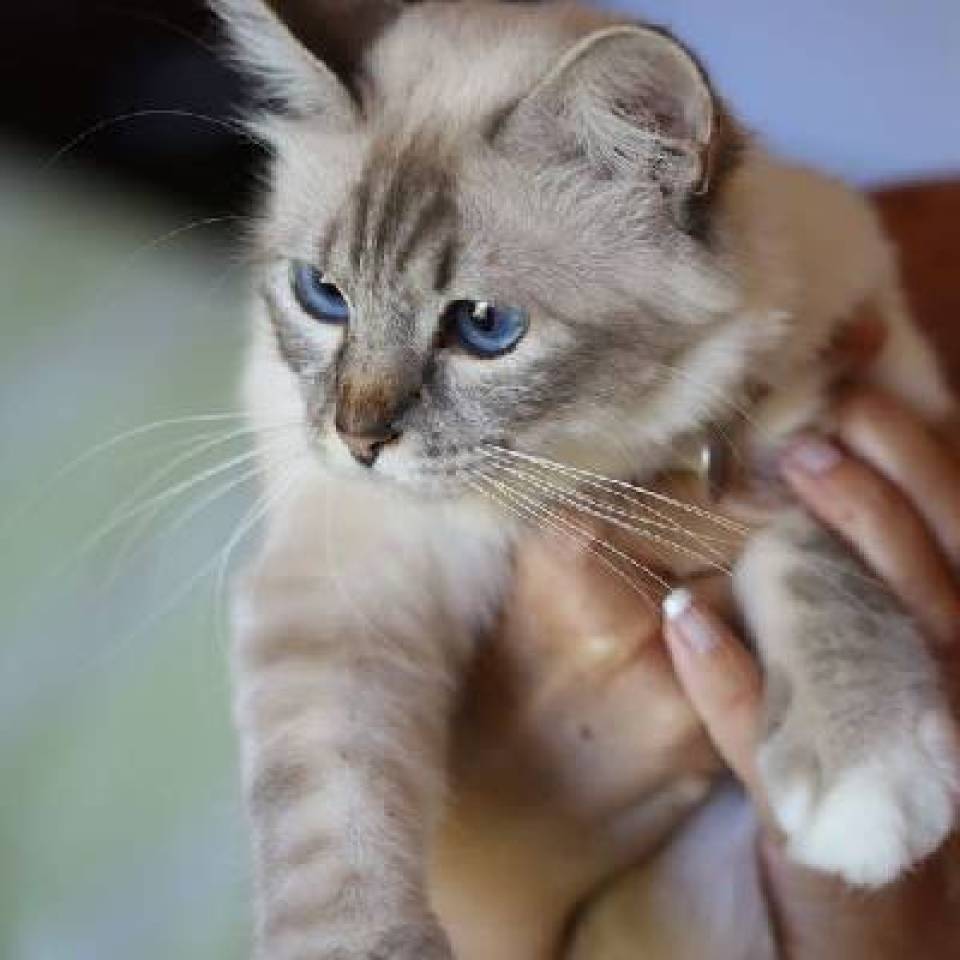 Chatterie des Sacrés d'Azur 