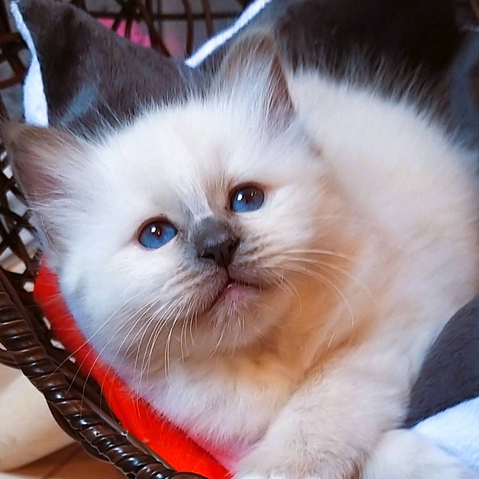 Chatterie des Oiseaux de Mer