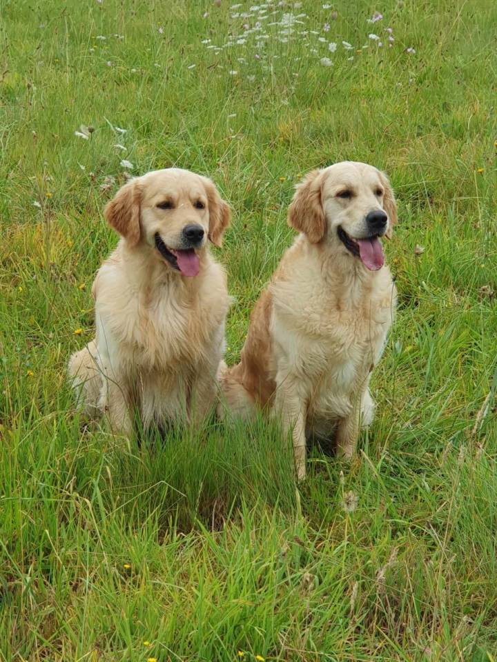 Pemberley Fields Golden Retriever 