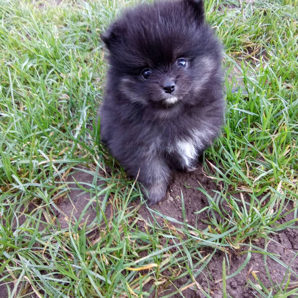 Spitz Pomchi chihuahua de Touraine