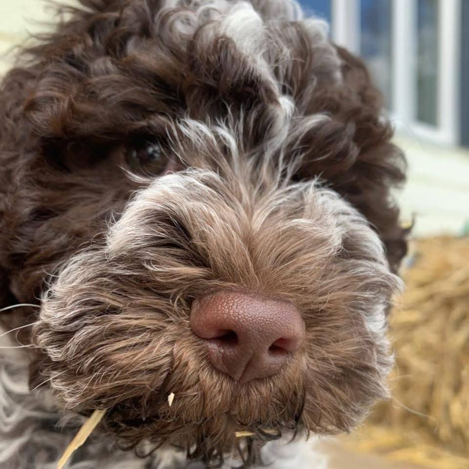 La Dolce Vita Lagotto Romagnolo 