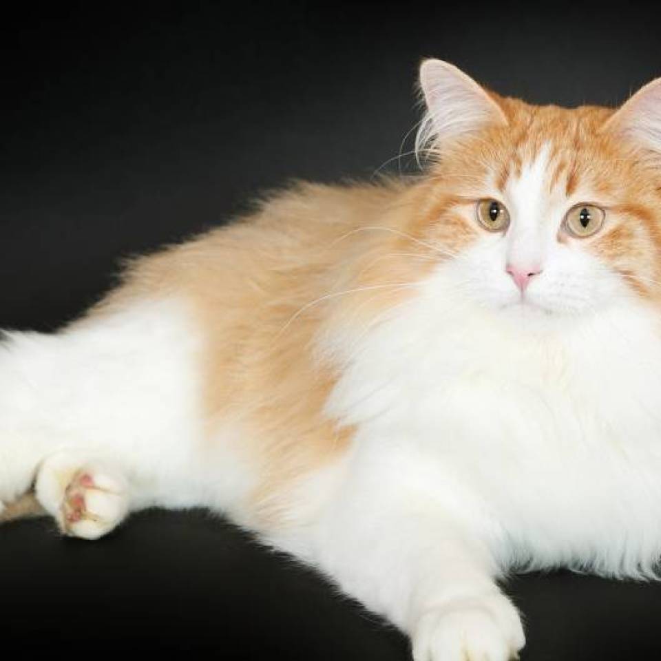 Chatterie de Fire'Skogkatt