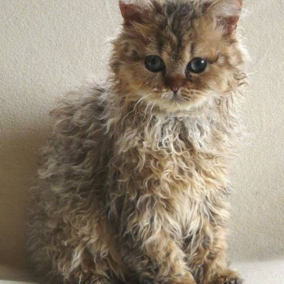 Legend's Bobcat