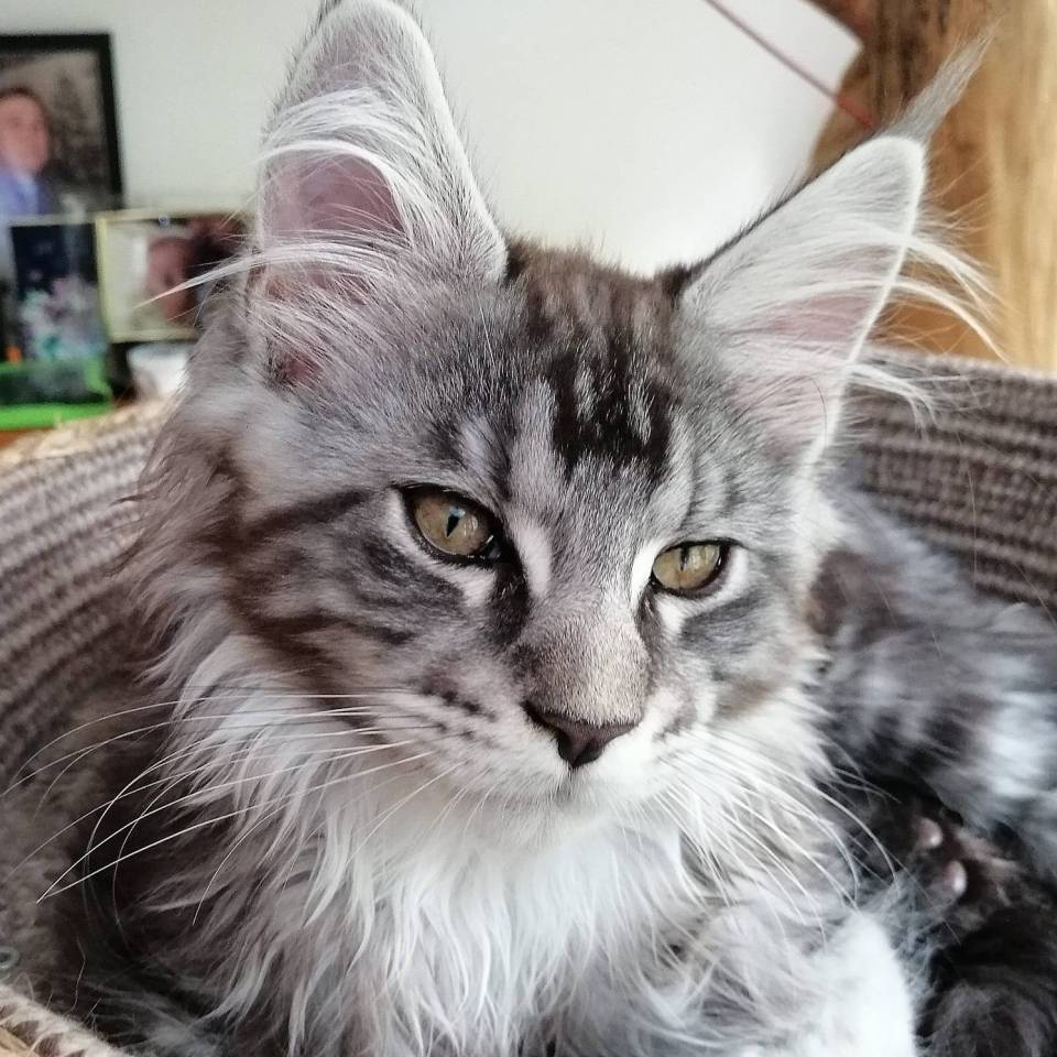 La chatterie de la reine Charline