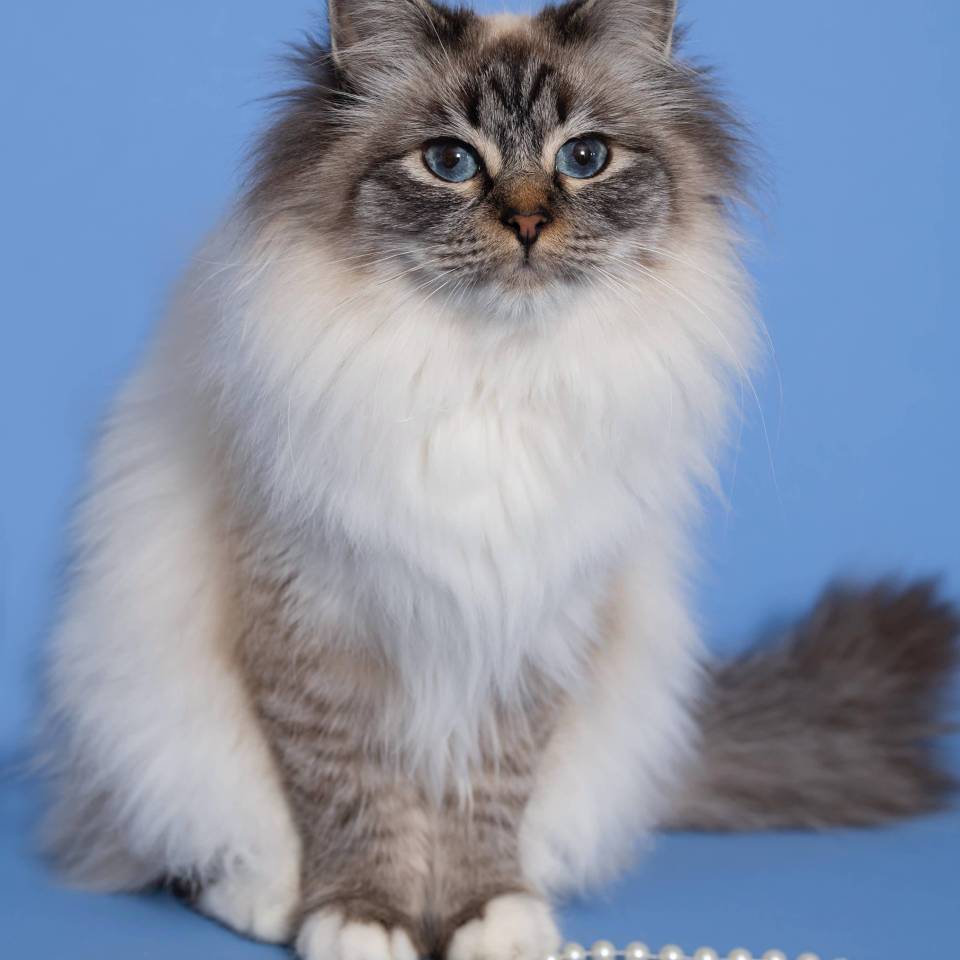 Chatterie aux perles d'Ô