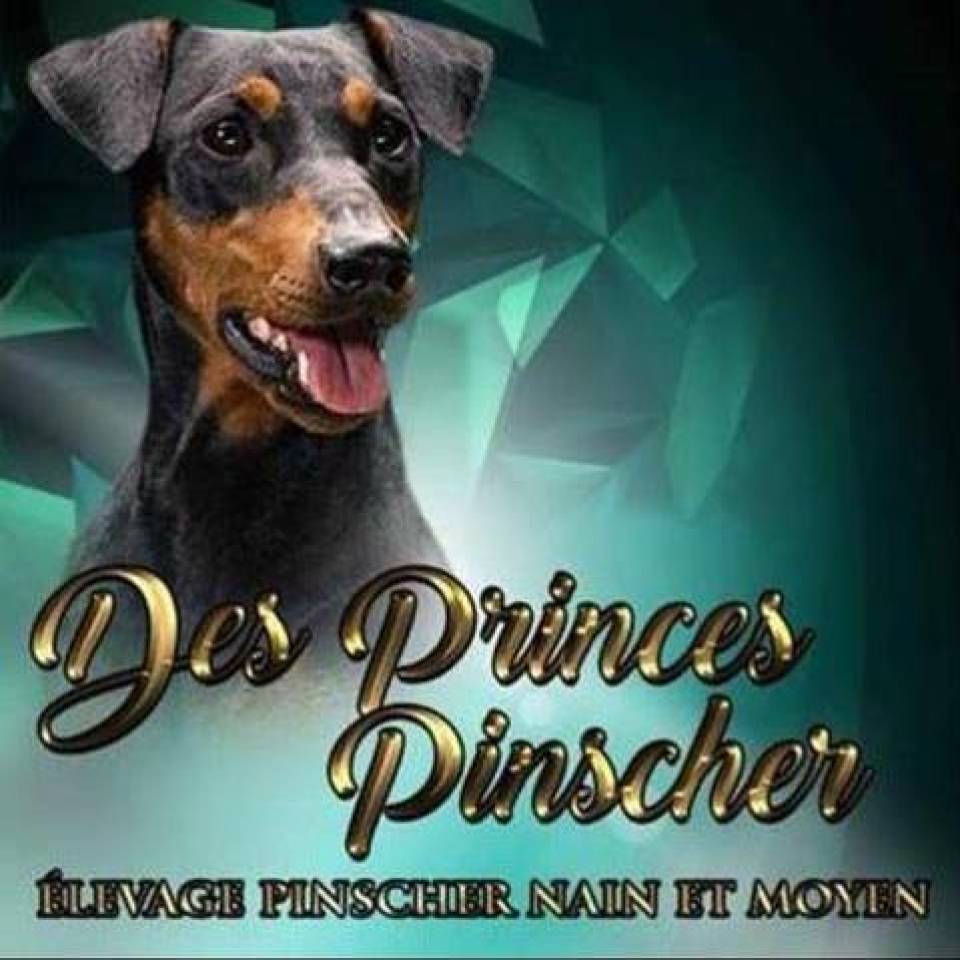 Des Princes Pinscher 