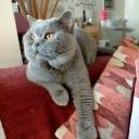 Chatterie Solal des As