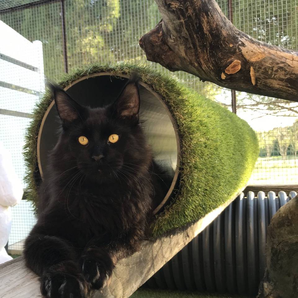 Cats Coins du Monde