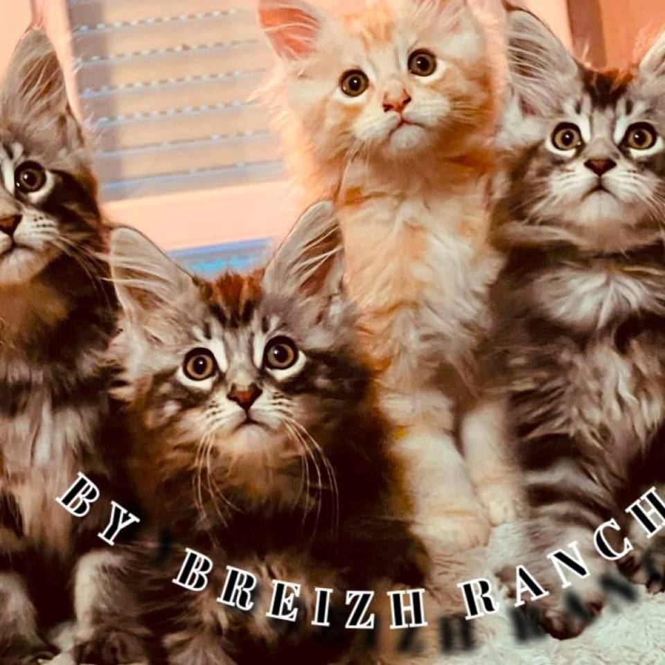 Chatterie By Breizh ranch