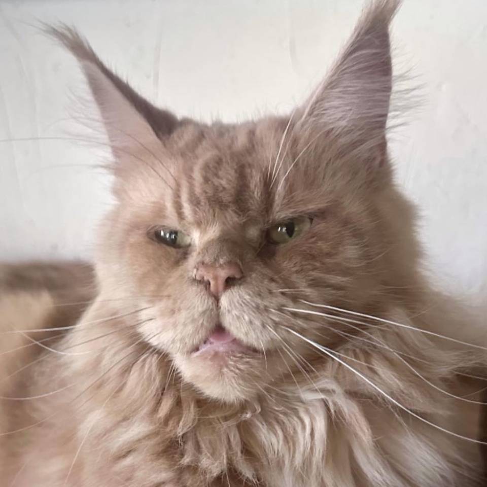 Chatterie du Charme de Monoï
