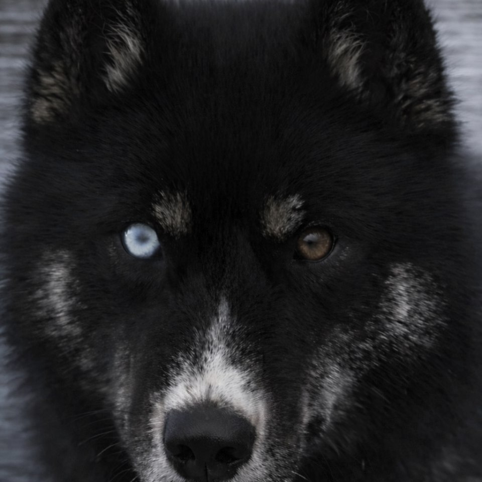 Legendary White Fang 