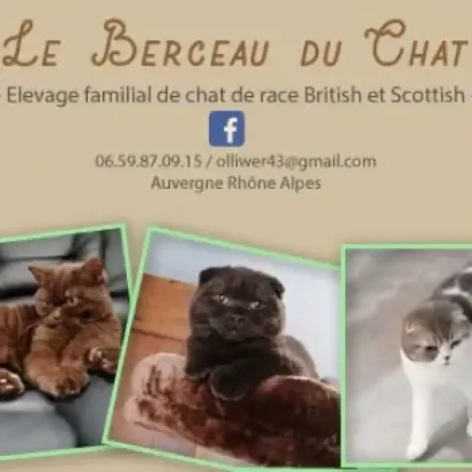 Le Berceau du Chat