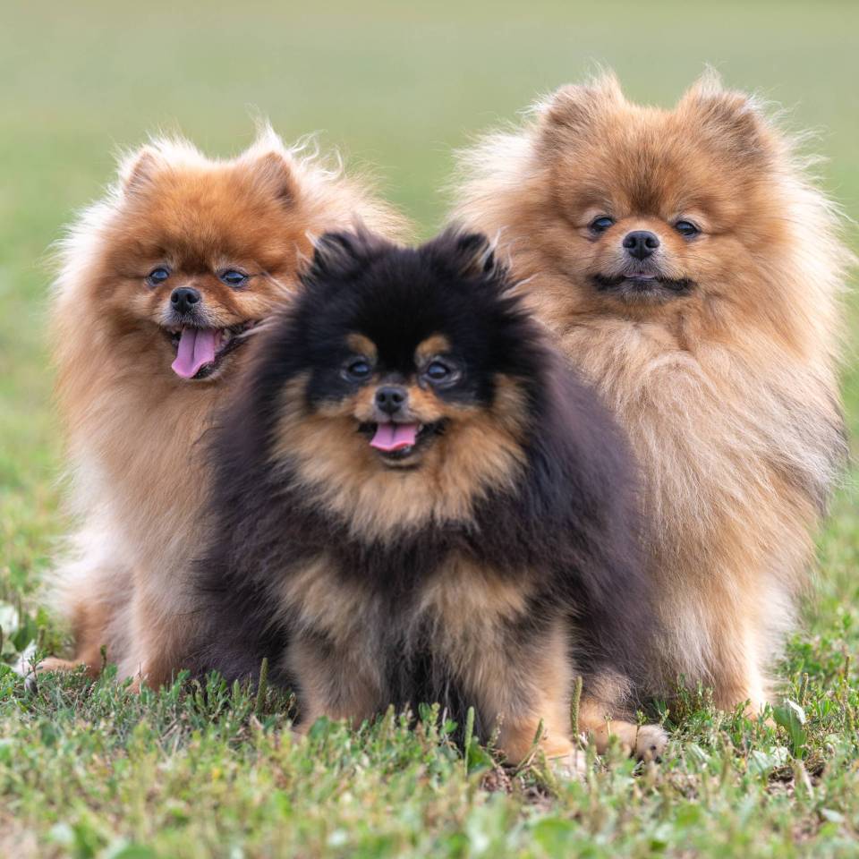 House of Pomeralya 