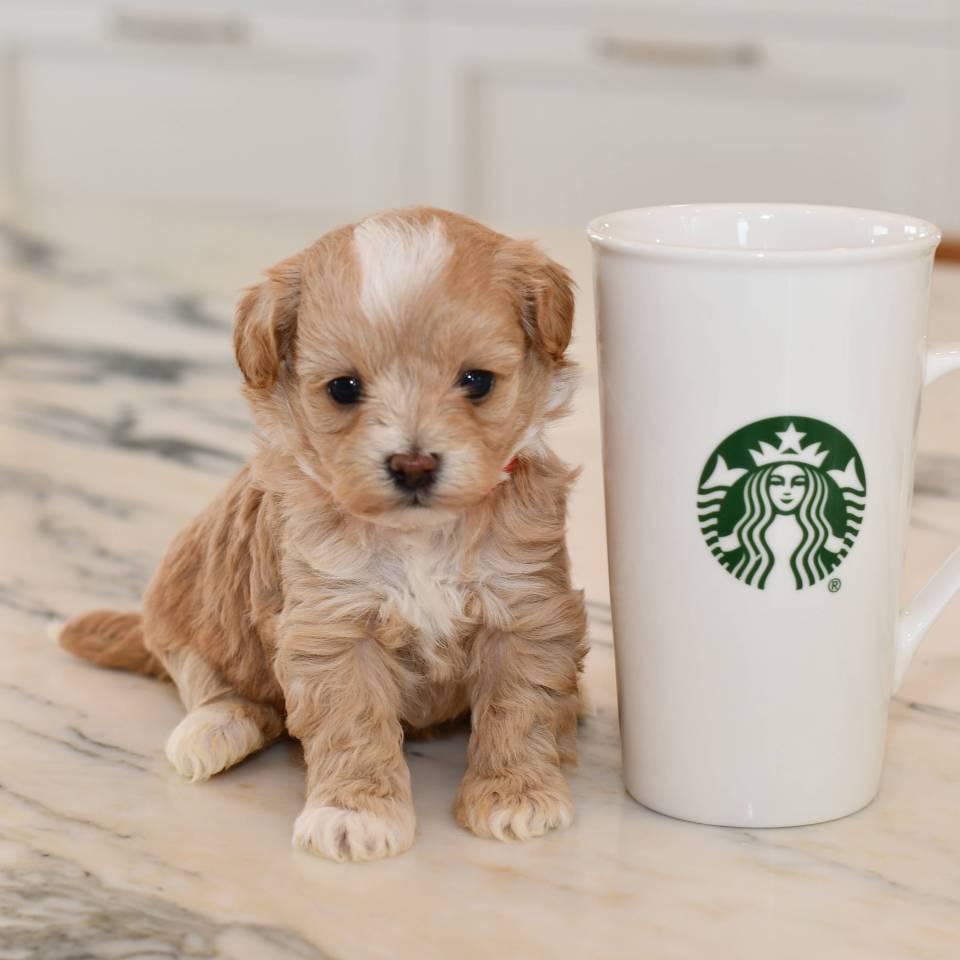Pension Puppy Love