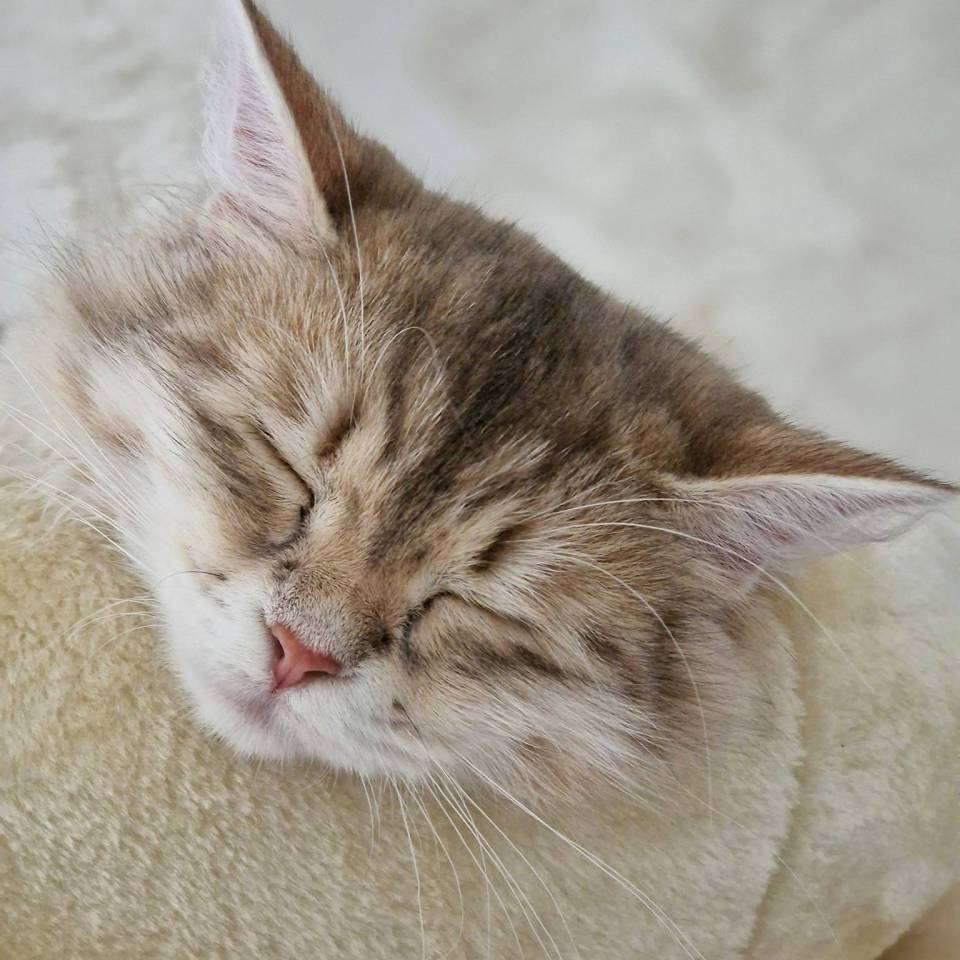 Chatterie Les Étoiles de Savoie 