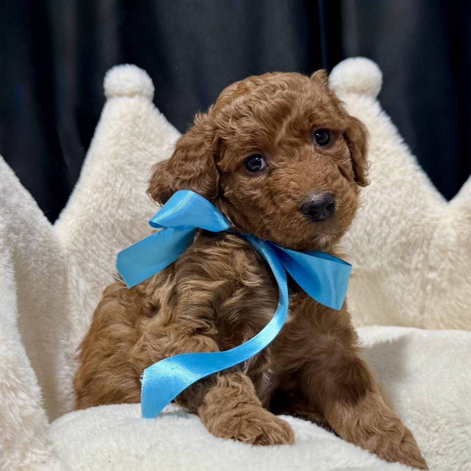 Élevage Fluffydoodle