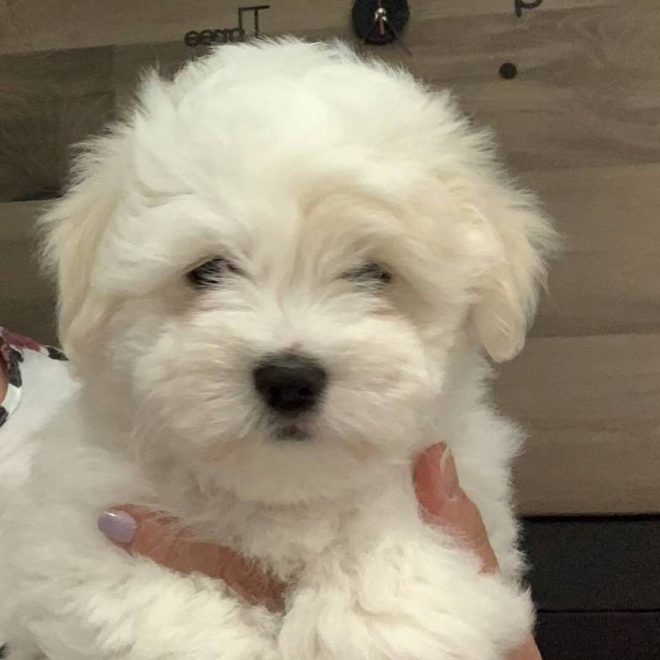 Bijoux de Coton
